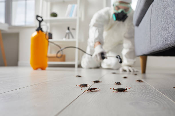 Trusted Rodent Control service in Indian Wells, CA - Nex Pest Control